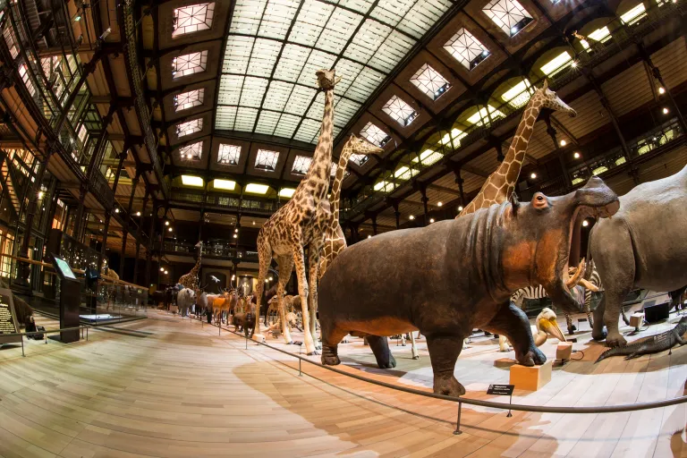 Amadeus Installs Massive Custom Designed Speaker System for French National Museum of Natural Histor