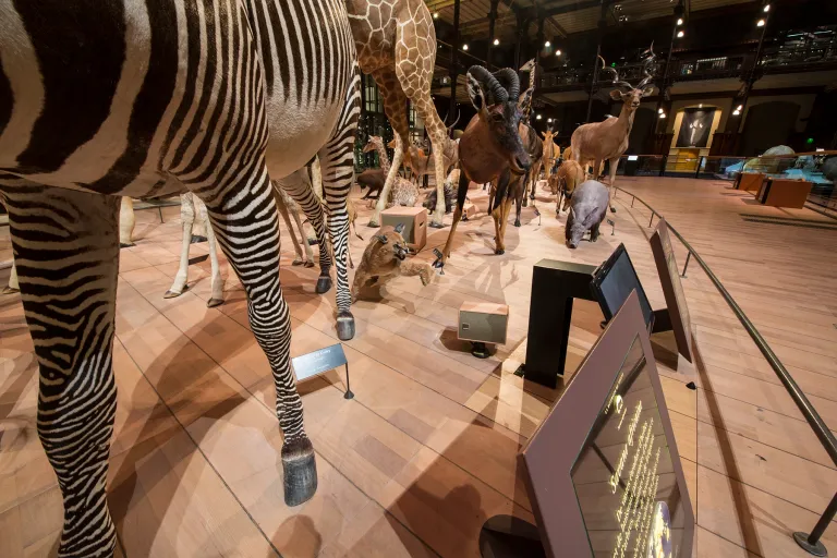 Amadeus Installs Massive Custom Designed Speaker System for French National Museum of Natural Histor