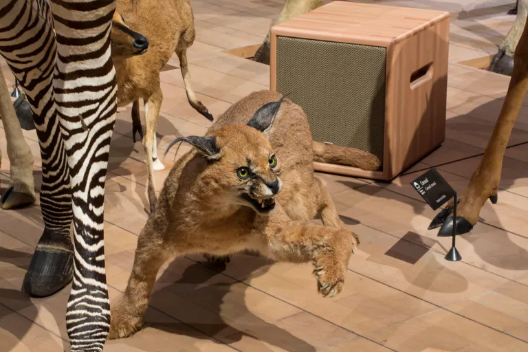 Amadeus Installs Massive Custom Designed Speaker System for French National Museum of Natural Histor